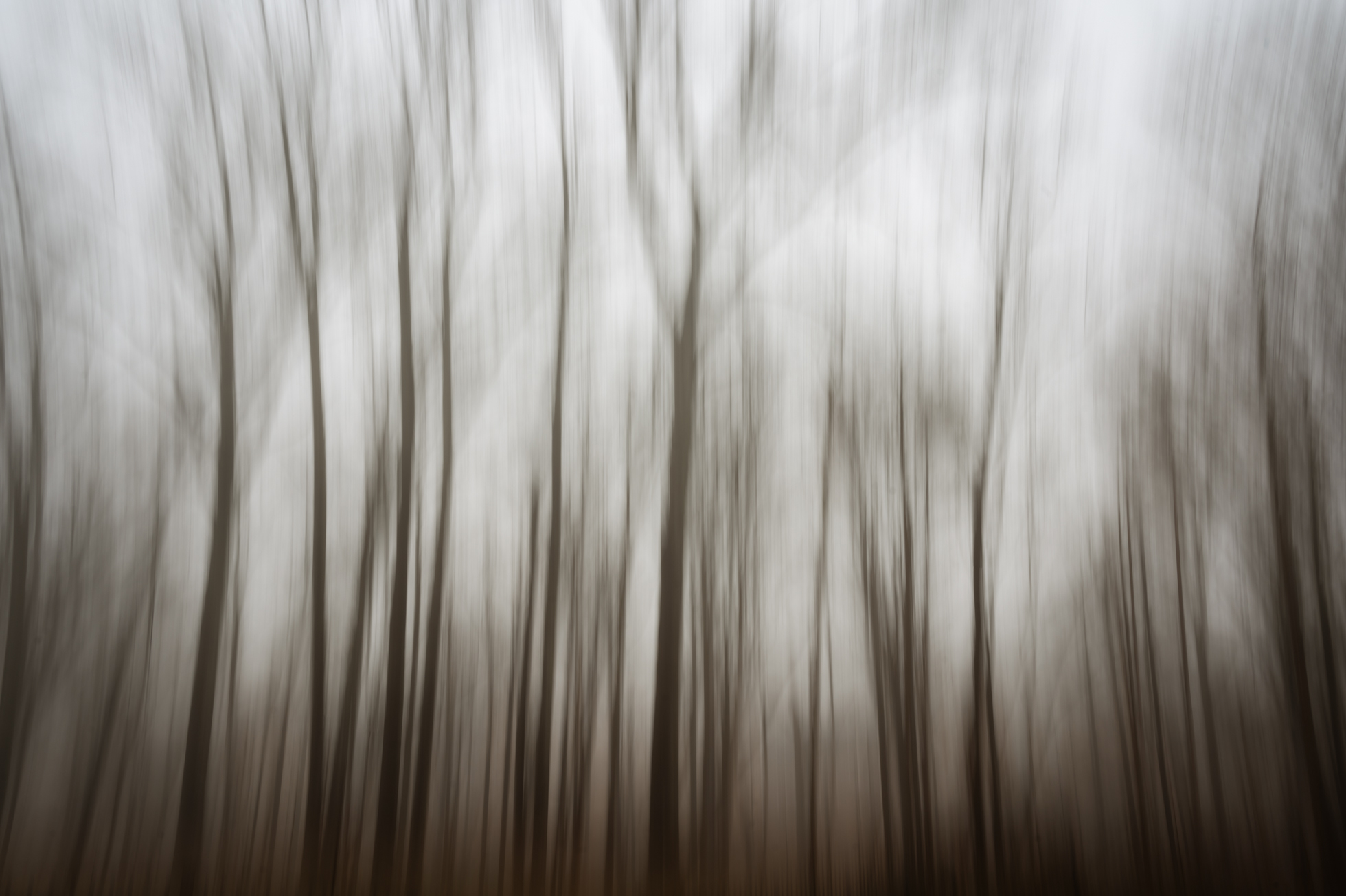 Moody in camera movement of trees