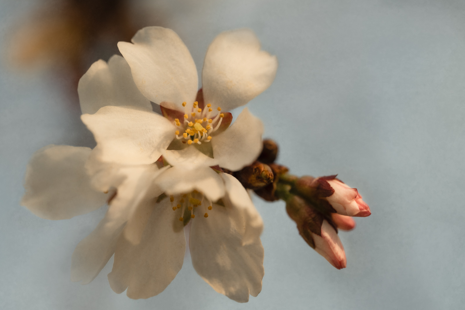 Macro of a Spring Bloom